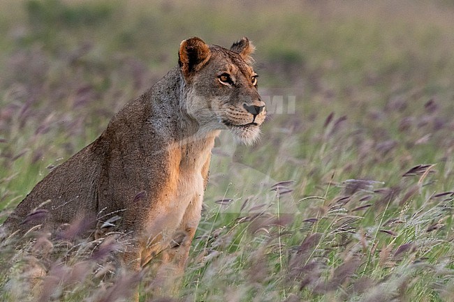 Portrait of a lioness, Panthera leo, in a field of purple grass. Voi, Tsavo, Kenya stock-image by Agami/Sergio Pitamitz,