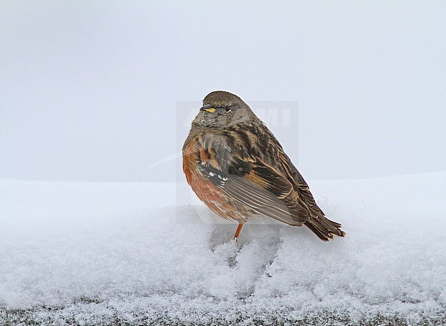 Alpine Accentor (Prunella collaris) adult in the snow stock-image by Agami/Pete Morris,