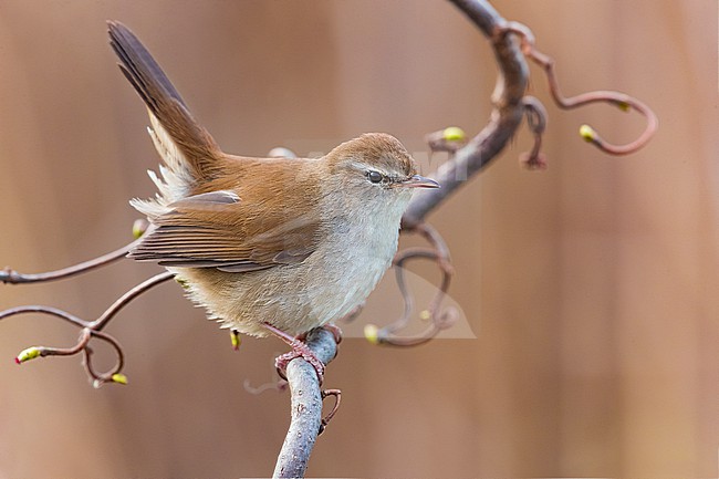 Cetti's Warbler, Cettia cetti, in Italy. Perched on a twig. stock-image by Agami/Daniele Occhiato,