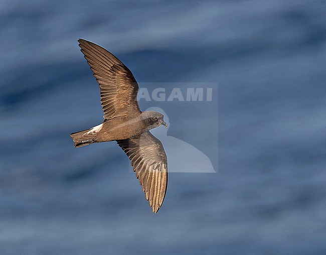 Wedge-rumped Storm Petrel (Oceanodroma tethys tethys) flying at sea off the Galapagos Islands, part of the Republic of Ecuador. stock-image by Agami/Pete Morris,