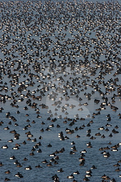 Tufted Duck a group resting on water Netherlands, Kuifeend een groep rustend op water Nederland stock-image by Agami/Menno van Duijn,