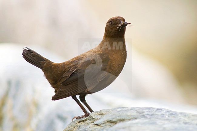 Zwarte Waterspreeuw, Brown Dipper, Cinclus pallasii stock-image by Agami/Marc Guyt,