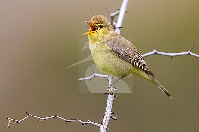 Melodious Warbler (Hippolais polyglotta) perched on a branch and singing stock-image by Agami/Daniele Occhiato,