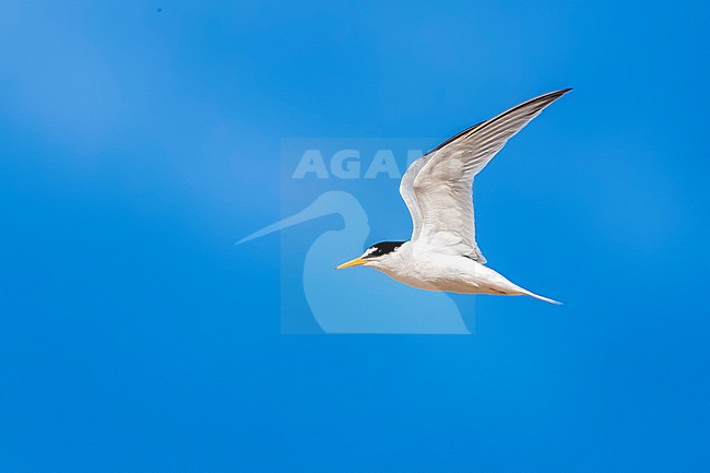 Adult Little Tern (Sternula albifrons albifrons) flying over Titchwell RSPB, Norfolk, United Kingdom. stock-image by Agami/Vincent Legrand,