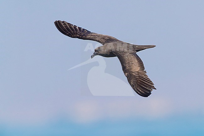 Jouanin's Petrel (Bulweria fallax), individual in flight over the sea in Oman stock-image by Agami/Saverio Gatto,