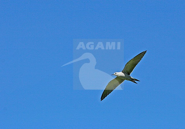 Blue-gray Noddy (Anous ceruleus) in flight over tropical island in Polynesia. stock-image by Agami/Pete Morris,