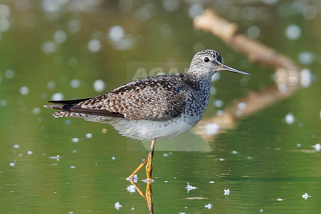 Adult spring Lesser Yellowlegs (Tringa flavipes) taken the Nome in Alaska. stock-image by Agami/Nicolas Bastide,