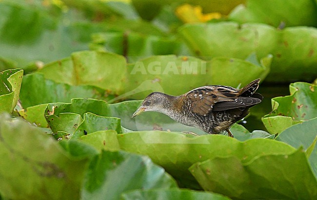 Zapornia parva, Little Crake, porzana parva stock-image by Agami/Eduard Sangster,