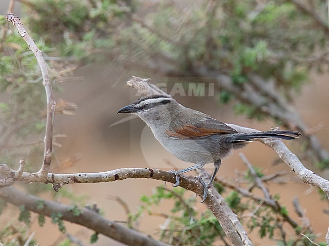 Side view of an adult Black-crowned Tchagra (Tchagra senegalus) on a branch. Oman, Asia. stock-image by Agami/Markku Rantala,