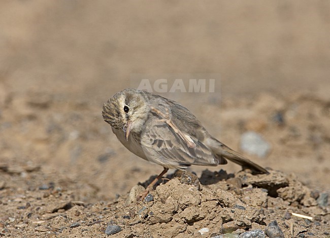 Tawny Pipit standing on the ground; Duinpieper zittend op de grond stock-image by Agami/Jari Peltomäki,