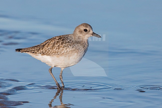 Grey Plover (Pluvialis squatarola), side view of a juvenile standing in the water, Campania, Italy stock-image by Agami/Saverio Gatto,