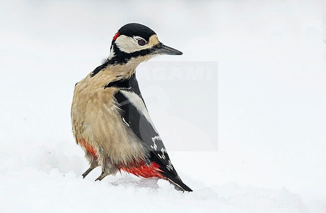 Great Spotted Woodpecker, Grote Bonte Specht stock-image by Agami/Alain Ghignone,