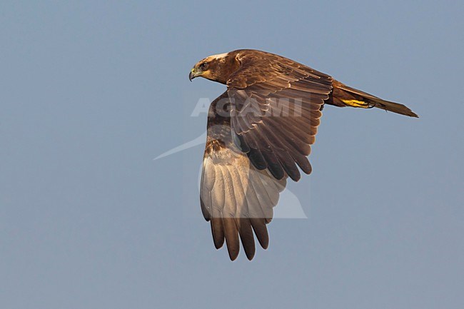 Bruine Kiekendief;  Marsh Harrier stock-image by Agami/Daniele Occhiato,