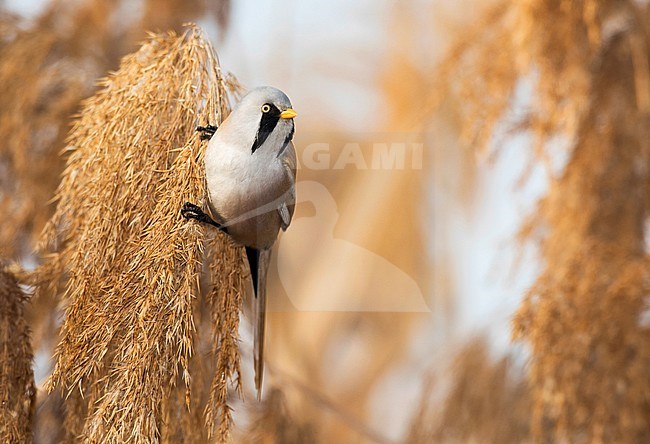 Male Bearded Reedling foraging in a reedbed. stock-image by Agami/Alain Ghignone,