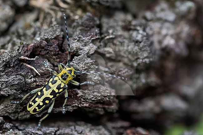 Saperda scalaris - Leiterbock, Germany (Baden-Württemberg), imago, female stock-image by Agami/Ralph Martin,