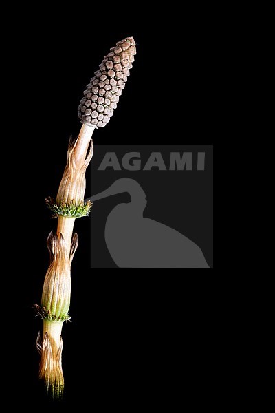 Bospaardenstaart, Wood horsetail, Equisetum sylvaticum stock-image by Agami/Wil Leurs,