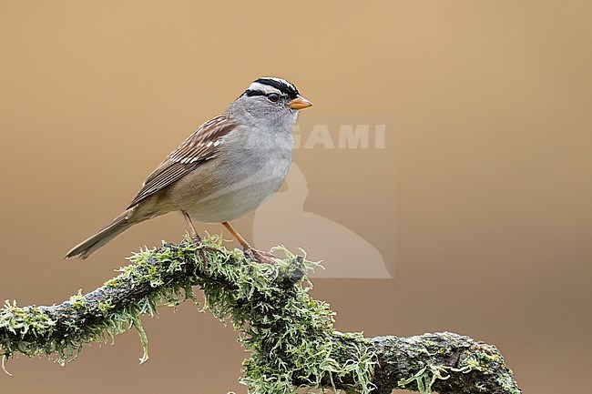 Adult 
Santa Barbara Co., CA
November 2022 stock-image by Agami/Brian E Small,