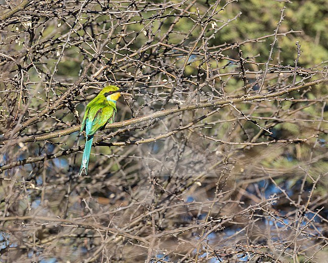 Swallow-tailed bee-eater (Merops hirundineus) in South Africa. stock-image by Agami/Pete Morris,
