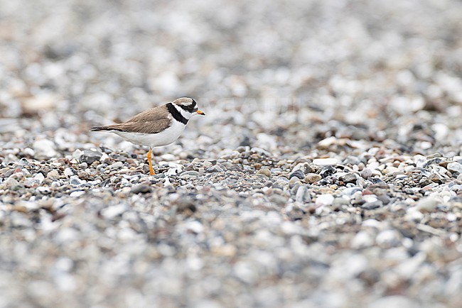 Adult common ringed plover (charadrius hiaticula) at the stony beach / stony shore of northern Fehmarn, an island in the german Baltic Sea stock-image by Agami/Mathias Putze,