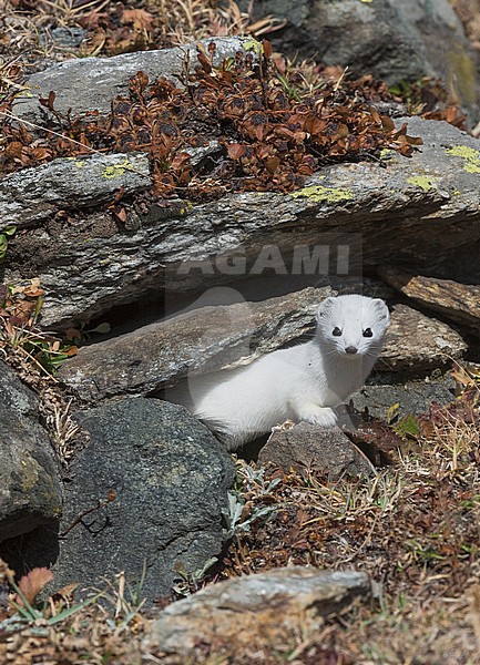 Stoat between rocks, Hermelijn tussen de rotsen stock-image by Agami/Alain Ghignone,