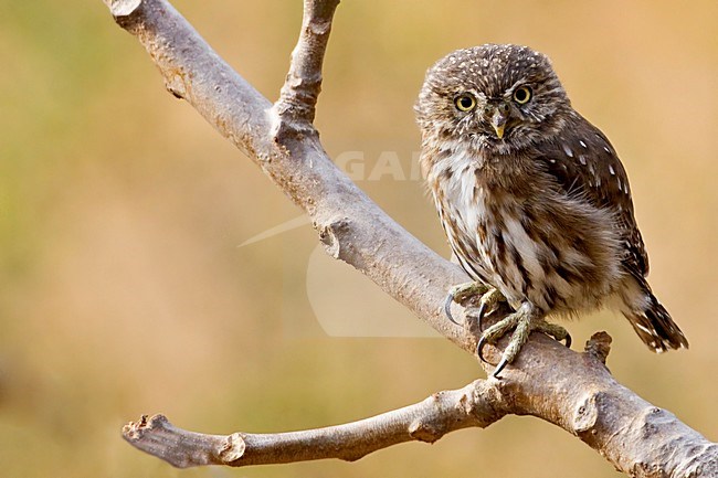 Peruaanse Dwerguil, Peruvian Pygmy-owl stock-image by Agami/Dubi Shapiro,