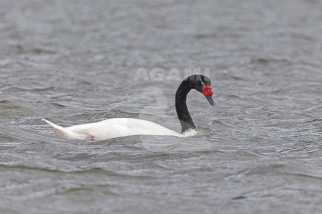 Swimming adult Black-necked Swan (Cygnus melancoryphus in Southern Argentina. stock-image by Agami/Pete Morris,