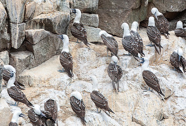 Peruvian Booby (Sula variegata) resting in colony on coastal rocks near Lima in Peru. stock-image by Agami/Marc Guyt,