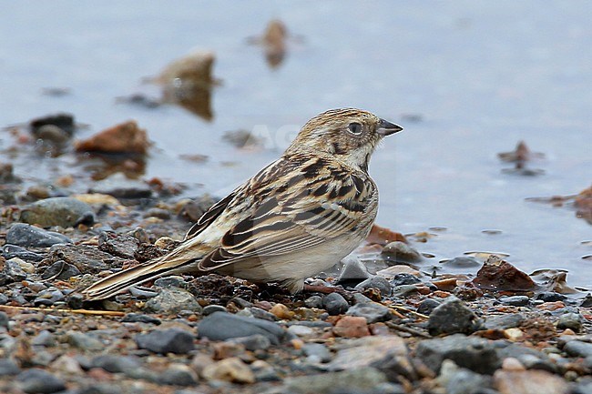 Female Pallas's Reed Bunting (Emberiza pallasi) during late May near the Tula river in Mongolia. Showing rump and back. stock-image by Agami/Aurélien Audevard,