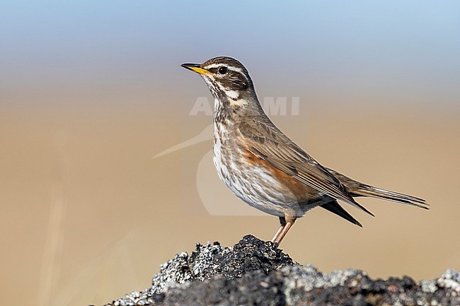 Redwing (Turdus iliacus), side view of an adult standing on a rock, Northeastern Region, Iceland stock-image by Agami/Saverio Gatto,