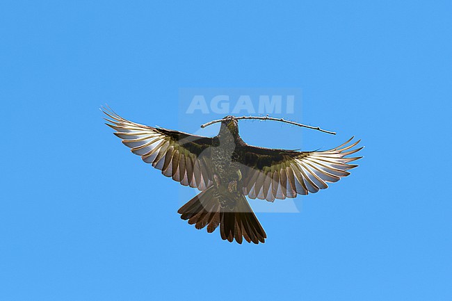 Male Red-billed Buffalo Weaver (Bubalornis niger) in flight against a blue sky, bringing a stick to built a nest, Moremi, Botswana stock-image by Agami/Tomas Grim,