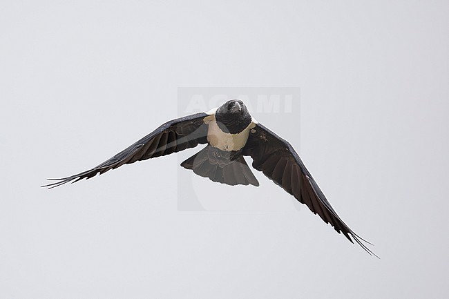 adult Pied Crow (Corvus albus)  in flight, found at Kisoro in Uganda stock-image by Agami/Mathias Putze,