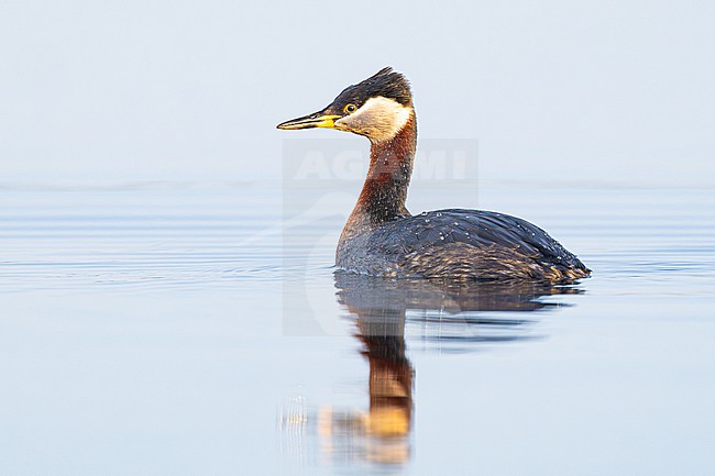 Roodhalsfuut, Red-necked Grebe, Podiceps grisegena stock-image by Agami/Menno van Duijn,