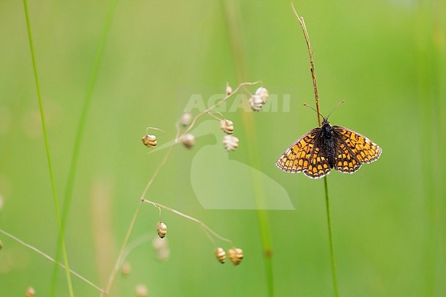 Nickerl's Fritillary, Melitaea aurelia stock-image by Agami/Wil Leurs,