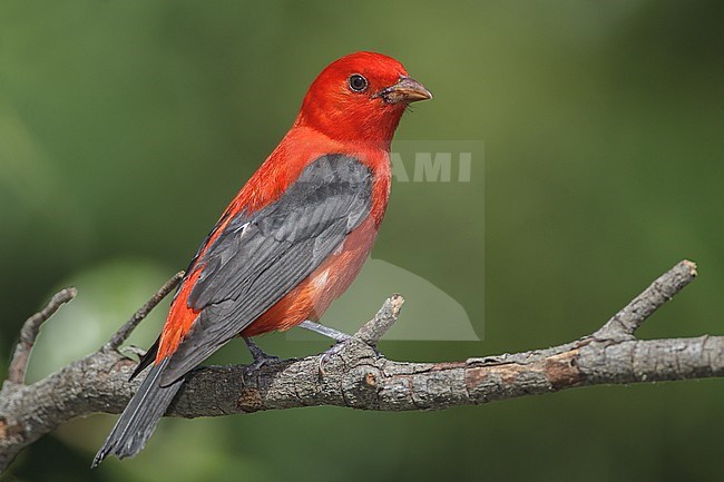 Volwassen mannetje Zwartvleugeltangare, Adult male Scarlet Tanager stock-image by Agami/Brian E Small,