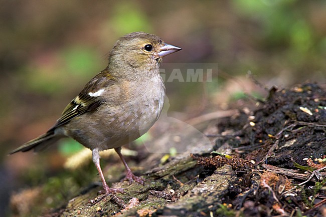 Vrouwtje Vink, Female Common Chaffinch stock-image by Agami/Roy de Haas,