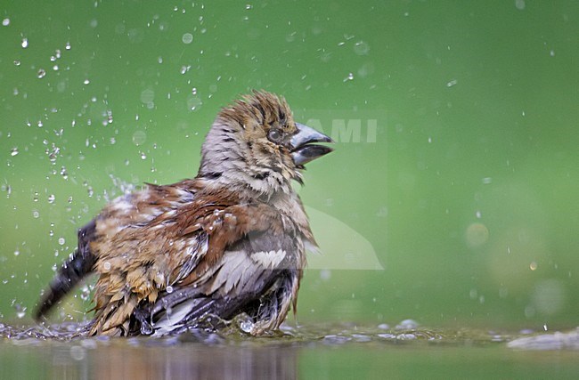 Appelvink badderend; Hawfinch bathing stock-image by Agami/Markus Varesvuo,