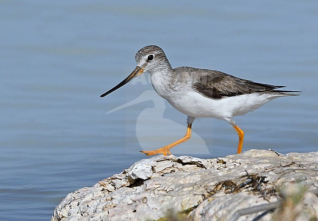 Terek Sandpipers are migrant birds, breeding in Siberia and wintering in east Africa and south Asia. stock-image by Agami/Eduard Sangster,