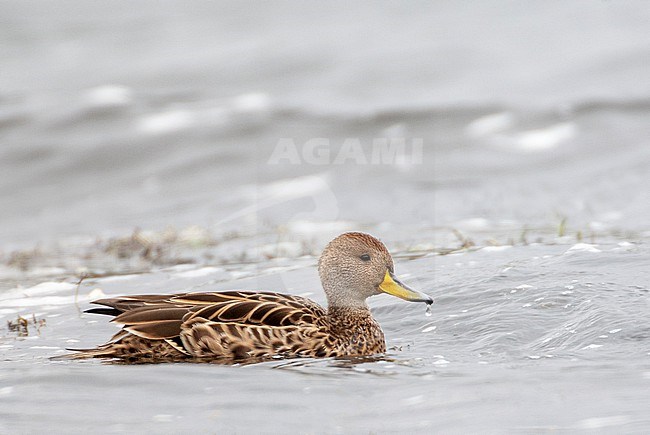 Yellow-billed Pintail (Anas georgica) swimming in an andean lake at Antisana in Ecuador. stock-image by Agami/Marc Guyt,