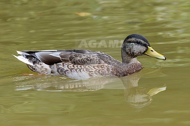 swimming adult male mallard, (anas platyrhynchos) in eclipse plumage stock-image by Agami/Mathias Putze,