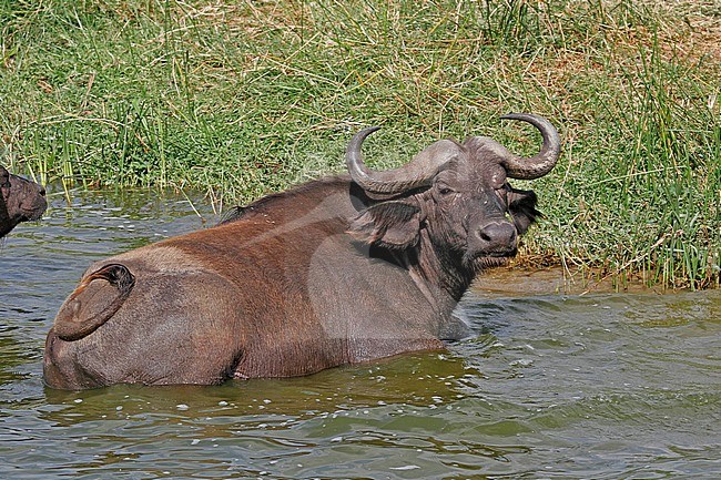 African Buffalo in water stock-image by Agami/Pete Morris,