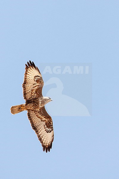 Steppe Buzzard (Buteo buteo vulpinus) on migration over the Eilat Mountains, near Eilat, Israel stock-image by Agami/Marc Guyt,