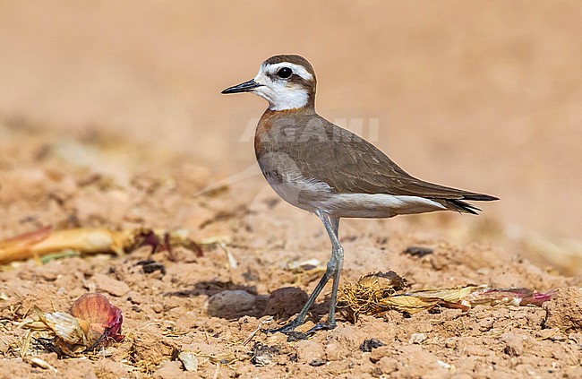 3 birds together are in the same field. 1 male 2 females near Yotvata in Southern Israel. stock-image by Agami/Vincent Legrand,