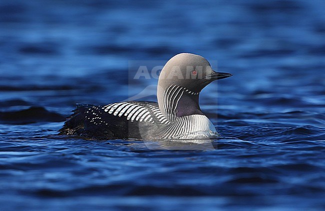 Pacific Loon (Gavia pacifica) taken the 13/06/2022 at Barrow - Alaska - USA stock-image by Agami/Aurélien Audevard,