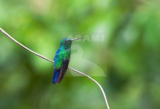 Blauwbuikamazilia, Steely-vented Hummingbird, Amazilia saucerottei stock-image by Agami/Marc Guyt,