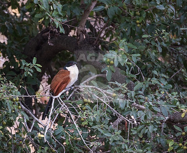Burchell's Coucal (Centropus burchellii) in South Africa. stock-image by Agami/Pete Morris,