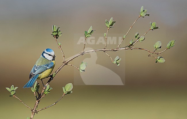 Blue Tit (Cyanistes caeruleus) in a tree during spring stock-image by Agami/Alain Ghignone,