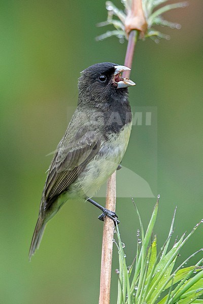 A male Yellow-bellied Seedeater (Sporophila nigricollis nigricollis) singing at Manizales, Colombia. stock-image by Agami/Tom Friedel,