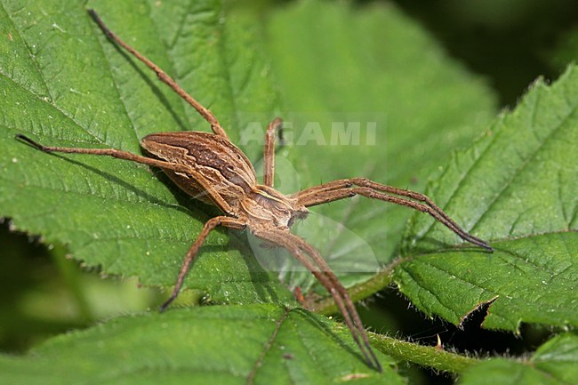 Kraamwebspin op een blad; Nursery Web Spider on a leaf stock-image by Agami/Rob Olivier,