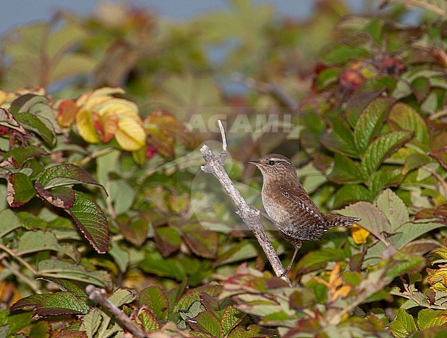 Winter Wren (Troglodytes troglodytes) during autumn migration on Helgoland, Germany. stock-image by Agami/Marc Guyt,