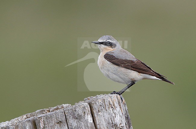Northern Wheatear, Oenanthe oenanthe, adult male at Mandø, Denmark stock-image by Agami/Helge Sorensen,